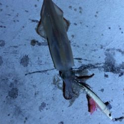 変わり種エサでヤリイカ釣り