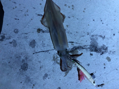 変わり種エサでヤリイカ釣り