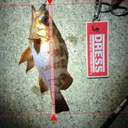 メバルを求めてランガン