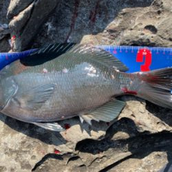 四万十市 沖磯 フカセ釣り