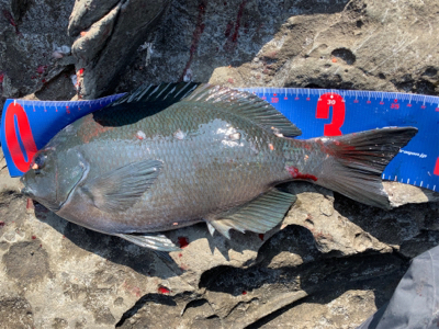 四万十市 沖磯 フカセ釣り