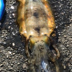 釣れたけどちっちゃ。。けど釣れたのだ!