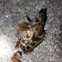 ロックフィッシュゲーム