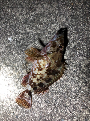 ロックフィッシュゲーム