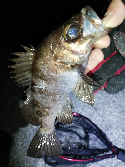 １人メバリング大会！？