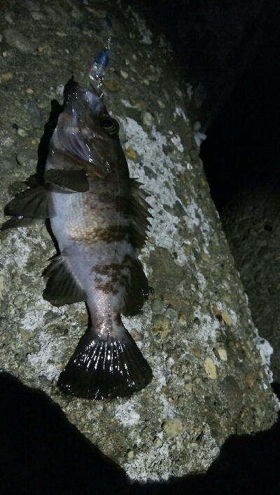 メバルプラッキング好調