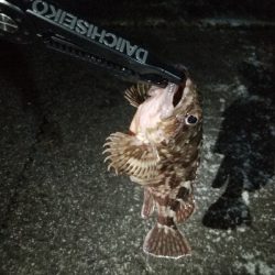 ナマコリング( ^o^)