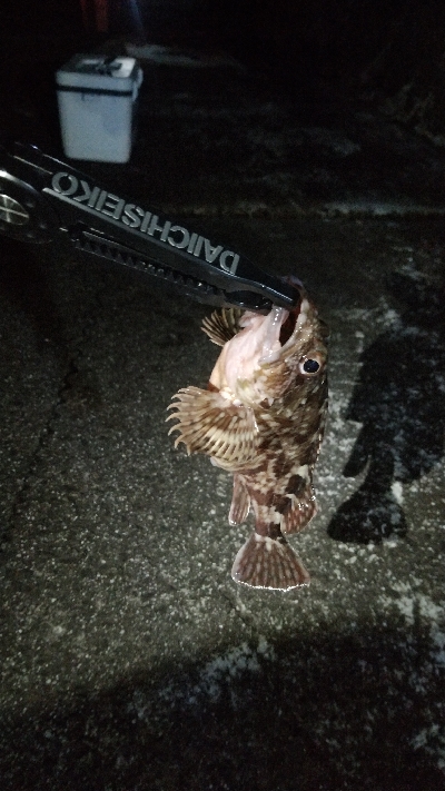 ナマコリング( ^o^)