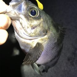 メバリング中毒