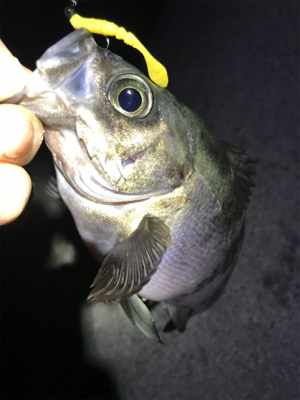 メバリング中毒