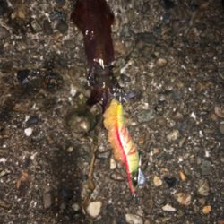 今日は寒かった！