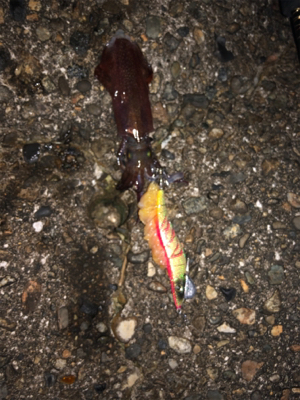 今日は寒かった！