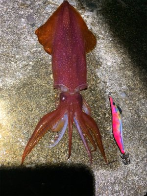 ヤリイカ、ケンサキイカ釣果！