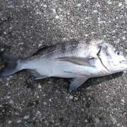 カサゴとハゼと老チヌ