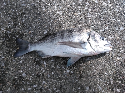 カサゴとハゼと老チヌ