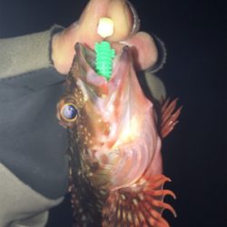 チビメバル、チビガシラ(^^;