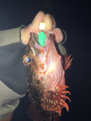 チビメバル、チビガシラ(^^;