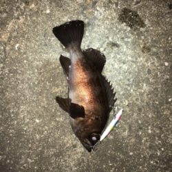 シーバスのはずが、、、