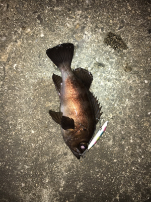 シーバスのはずが、、、