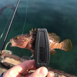 メバルを求めて②