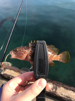 メバルを求めて②