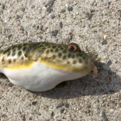 ノッコミチヌ シーズン初戦