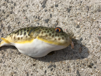 ノッコミチヌ シーズン初戦