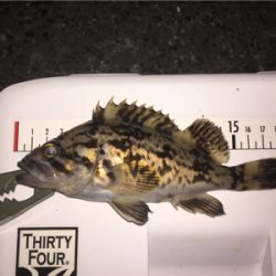 今日はドラグを鳴らされた！