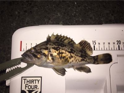 今日はドラグを鳴らされた！