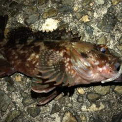 ガジラしかいない2