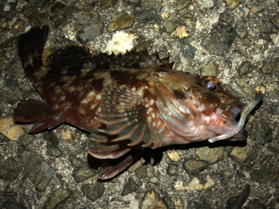 ガジラしかいない2