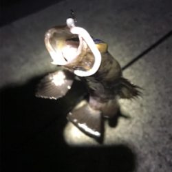 世界一、柔らかいワームで！