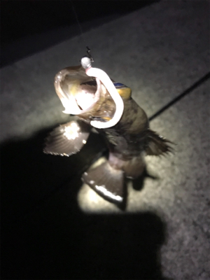 世界一、柔らかいワームで！