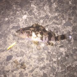 竿とリール新調しました。