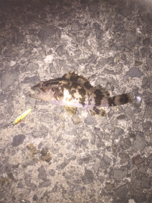 竿とリール新調しました。