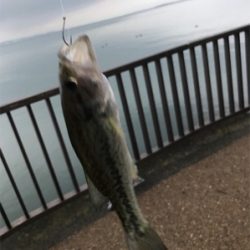 琵琶湖 南湖 陸っぱり