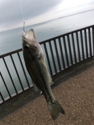 琵琶湖 南湖 陸っぱり