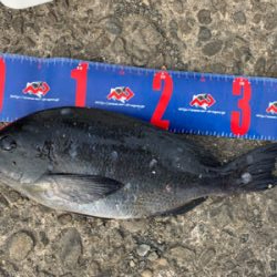 四万十市 磯フカセ釣り