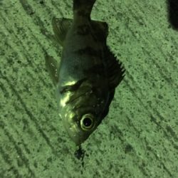 マイクロだらけ