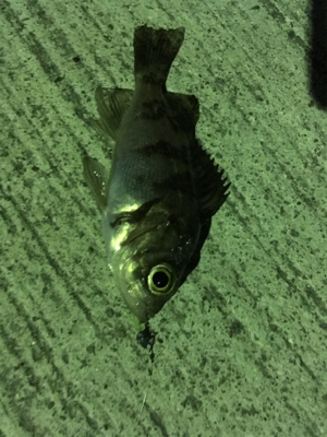 マイクロだらけ