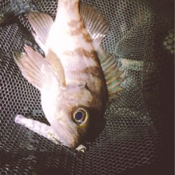 短時間メバプラタイム