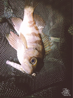 短時間メバプラタイム