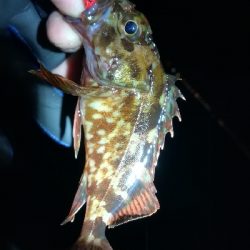 ナイトメバリング