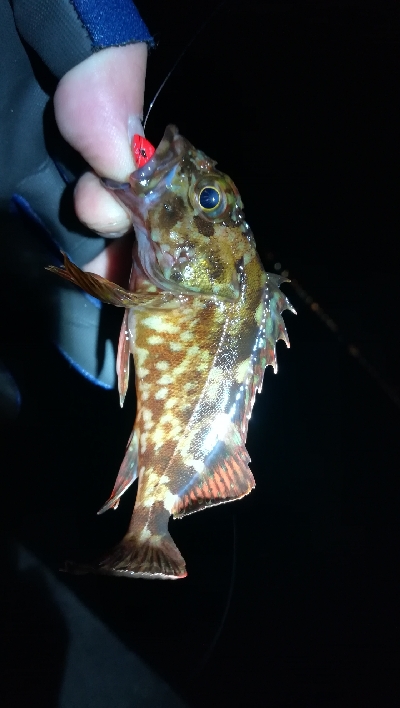 ナイトメバリング