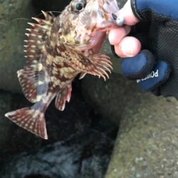 メバル狙いが・・・