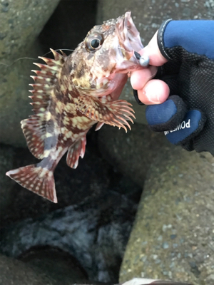 メバル狙いが・・・