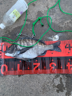 何とか１匹ゲット