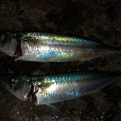 青物不発も、期待裏切らずのサバイワシ笑