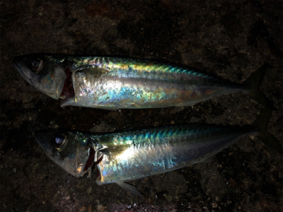 青物不発も、期待裏切らずのサバイワシ笑