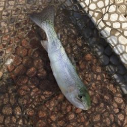 エリアトラウト